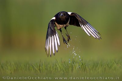 Eurasian Magpie (Pica pica)