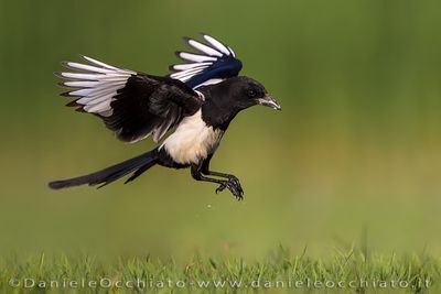 Eurasian Magpie (Pica pica)