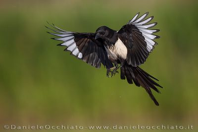 Eurasian Magpie (Pica pica)