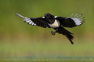 Eurasian Magpie (Pica pica)