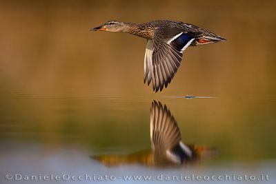 Mallard (Germano reale)