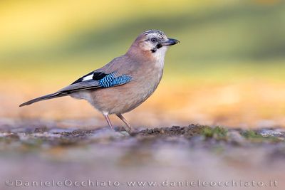 Ghiandaia; Eurasian Jay; Garrulus glandarius albipectus