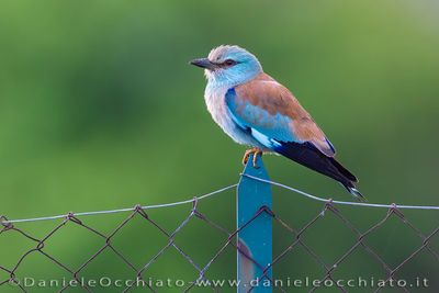 Eurasian Roller (Coracias garrulus)