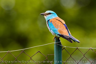 Roller (Ghiandaia marina)