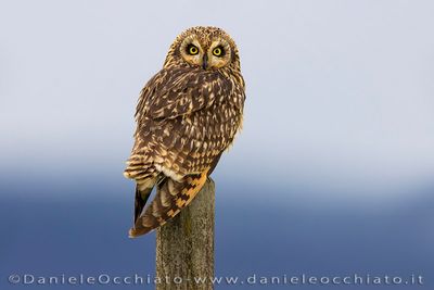 Short-eared Owl (Gufo di palude)