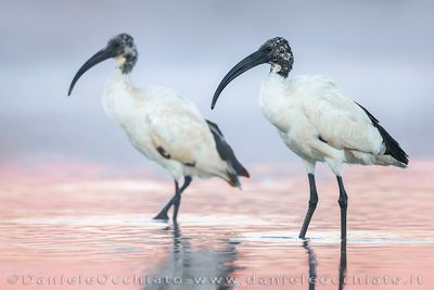 Sacred Ibis (Ibis sacro))