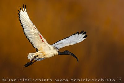 Sacred Ibis (Threskiornis aethiopicus)