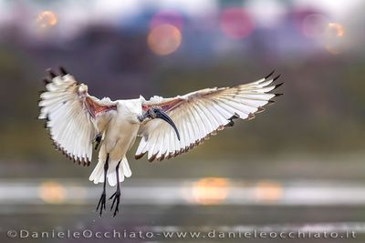Sacred Ibis (Threskiornis aethiopicus)
