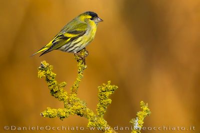 Eurasian Siskin (Spinus spinus)