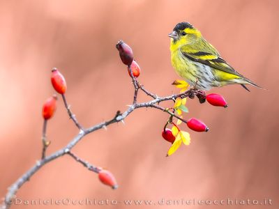 Eurasian Siskin (Spinus spinus)