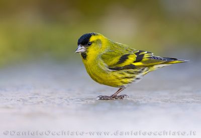 Siskin (Lucherino)