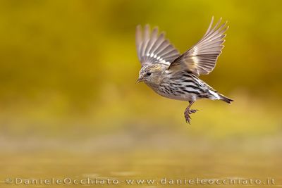 Eurasian Siskin (Spinus spinus)