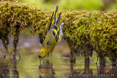Eurasian Siskin (Spinus spinus)