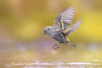 Eurasian Siskin (Spinus spinus)