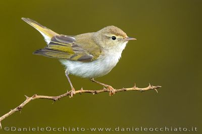 Lui' bianco; Western Bonelli's Warbler; Phylloscopus bonelli