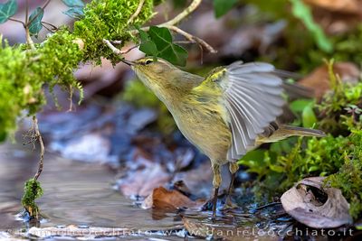 Common Chiffchaff (Phylloscopus collybita)