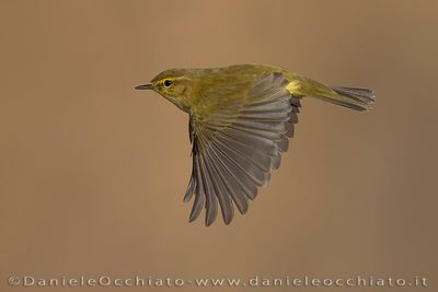 Common Chiffchaff (Phylloscopus collybita)