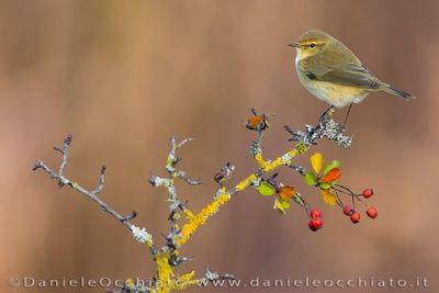 Common Chiffchaff (Phylloscopus collybita)
