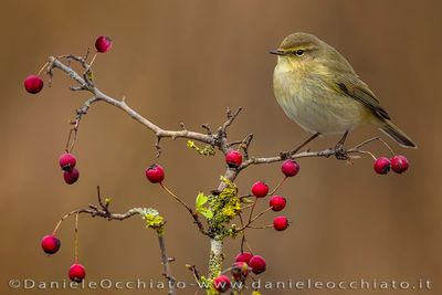 Common Chiffchaff (Phylloscopus collybita)