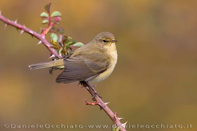 Common Chiffchaff (Phylloscopus collybita)