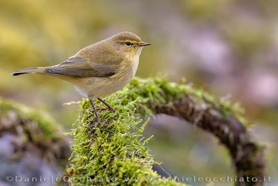 Common Chiffchaff (Phylloscopus collybita)
