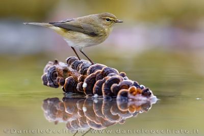 Common Chiffchaff (Phylloscopus collybita)