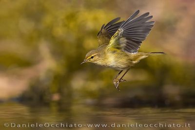 Common Chiffchaff (Phylloscopus collybita)