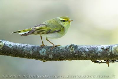 Luì verde; Wood Warbler; Phylloscopus sibilatrix