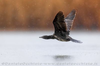 Pygmy Cormorant (Microcarbo pygmeus)