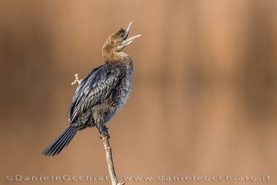 Pygmy Cormorant (Microcarbo pygmeus)