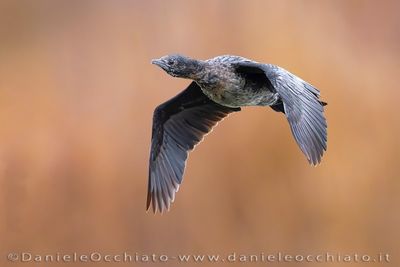 Pygmy Cormorant (Microcarbo pygmeus)