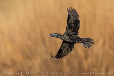 Pygmy Cormorant (Microcarbo pygmeus)