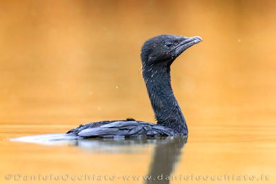 Pygmy Cormorant (Microcarbo pygmeus)