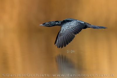 Pygmy Cormorant (Microcarbo pygmeus)