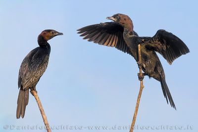 Pygmy Cormorant (Microcarbo pygmeus)