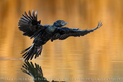Pygmy Cormorant (Microcarbo pygmeus)