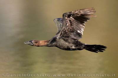 Pygmy Cormorant (Microcarbo pygmeus)