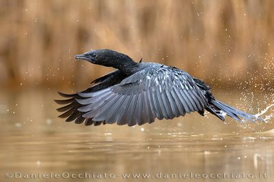 Pygmy Cormorant (Microcarbo pygmeus)