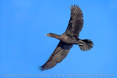 Pygmy Cormorant (Microcarbo pygmeus)