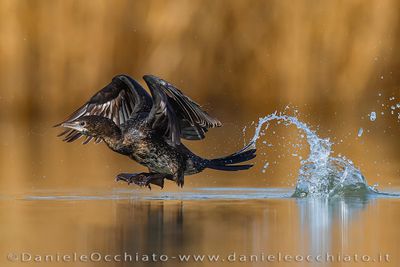 Pygmy Cormorant (Microcarbo pygmeus)