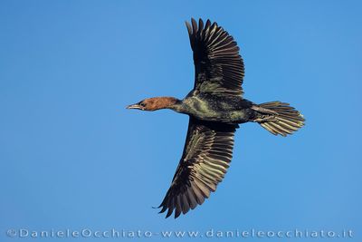Pygmy Cormorant (Microcarbo pygmeus)