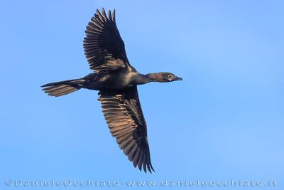 Pygmy Cormorant (Microcarbo pygmeus)