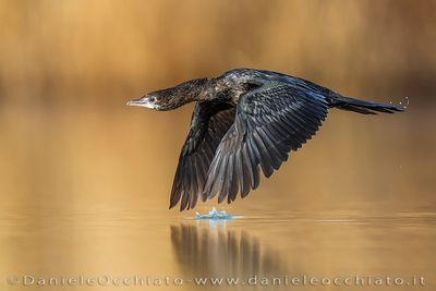 Pygmy Cormorant (Microcarbo pygmeus)