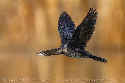 Pygmy Cormorant (Microcarbo pygmeus)