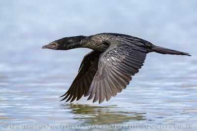Pygmy Cormorant (Microcarbo pygmeus)