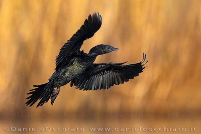 Pygmy Cormorant (Microcarbo pygmeus)
