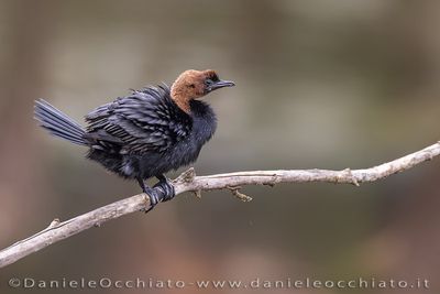 Pygmy Cormorant (Microcarbo pygmeus)