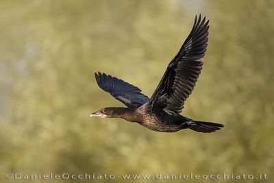 Pygmy Cormorant (Microcarbo pygmeus)