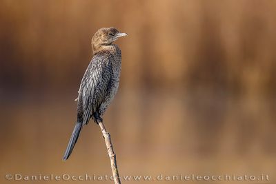 Pygmy Cormorant (Microcarbo pygmeus)