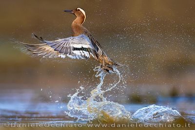 Garganey (Spatula querquedula)